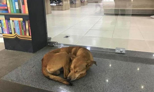 Chú chó hoang này đã quanh quẩn ở ngoài cửa tiệm khá lâu nhưng không quấy phá hay ăn trộm bất cứ thứ gì. Ảnh: Infinity Livraria.