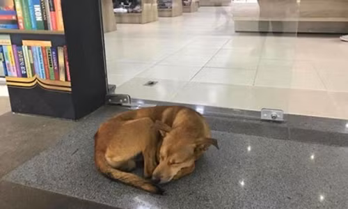 Chú chó hoang này đã quanh quẩn ở ngoài cửa tiệm khá lâu nhưng không quấy phá hay ăn trộm bất cứ thứ gì. Ảnh: Infinity Livraria.
