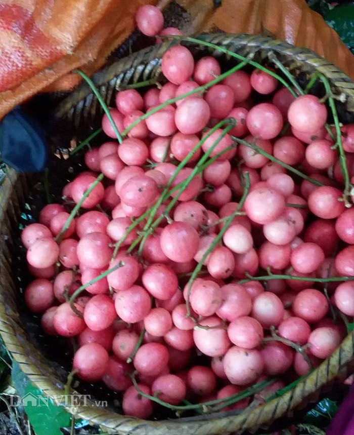 Mùa dâu da chín rộ là tháng 7 hằng năm. Để có cho mình những chùm dâu da ngon ngọt, không chua, khách hàng có thể nhận biết bằng cách nhìn vào vỏ, quả nào có vỏ màu đỏ đậm, bóng, căng mọng là ngon.