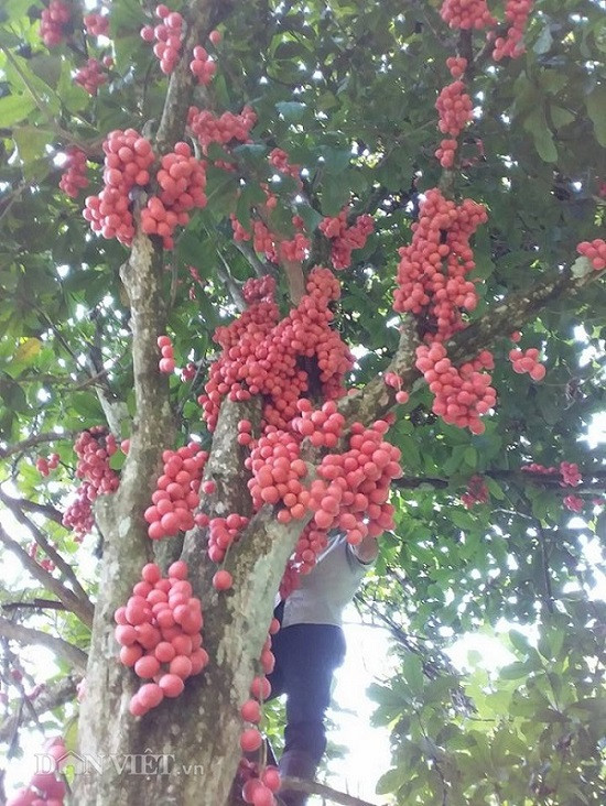 Dâu da rừng thường mọc ở một số tỉnh miền núi phía Bắc như Sơn La, Điện Biên, Lai Châu.. Cây bắt đầu cho quả từ khoảng tháng 4 đến hết tháng 7 là chín và hết mùa. Do cây mọc ở rừng sâu, núi hiểm nên để hái được những chùm dâu da sai trĩu quả cũng khá vất vả.