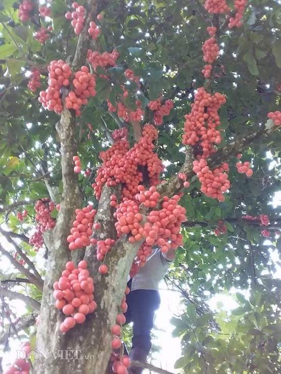 Dâu da rừng thường mọc ở một số tỉnh miền núi phía Bắc như Sơn La, Điện Biên, Lai Châu.. Cây bắt đầu cho quả từ khoảng tháng 4 đến hết tháng 7 là chín và hết mùa. Do cây mọc ở rừng sâu, núi hiểm nên để hái được những chùm dâu da sai trĩu quả cũng khá vất vả.