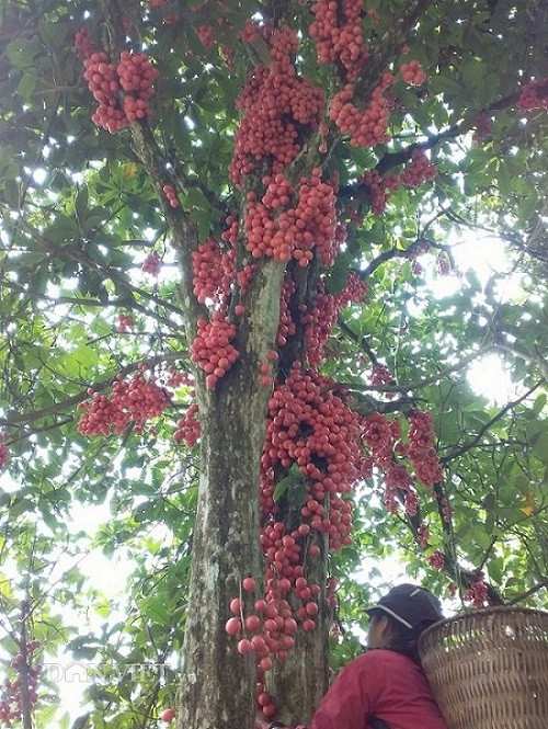 Anh Sùng A Vừ, bản Cha Mạy (xã Long Hẹ, huyện Thuận Châu, tỉnh Sơn La), cho biết: Cây dâu da có thân gỗ cao lớn, để lấy được quả dâu da, đòi hỏi người hái phải trang bị cho mình những kỹ năng nhất định nếu không muốn bị gãy chân, gãy tay.