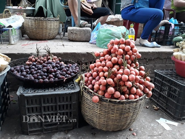 Một cây dâu da to có thể cho từ 3 - 4 tạ quả, với giá bán từ 10.000 đến 15.000/kg, góp phần cải thiện thu nhập cho nhiều hộ dân vùng cao.