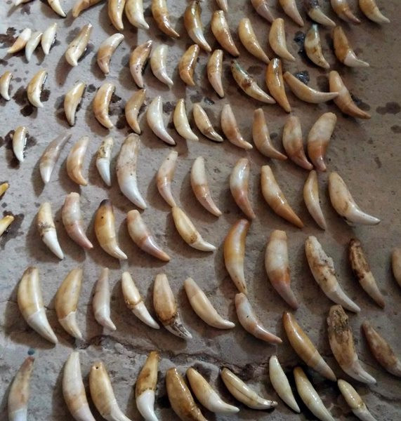 Những răng nanh báo gấm được cảnh sát thu giữ.