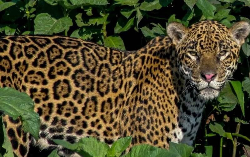 Báo gấm Bolivia từng có số lượng rất lớn ở Nam Mỹ.