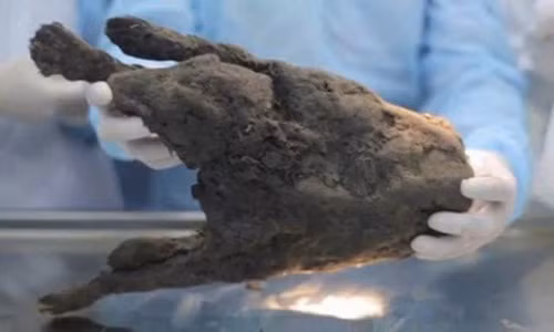 Xác ướp của con chó này vẫn còn khá nguyên vẹn.