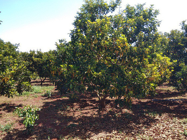 Hơn 400 gốc bơ của ông Dũng đã phủ kín vườn tiêu chết ngày nào.