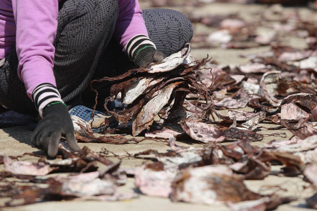 Khô mực đang mang lại nguồn thu nhập bạc tỷ cho ngư dân xã Tam Giang, huyện Núi Thành.