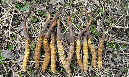 Đông trùng hạ thảo khi mới được khai thác ngoài thiên nhiên.