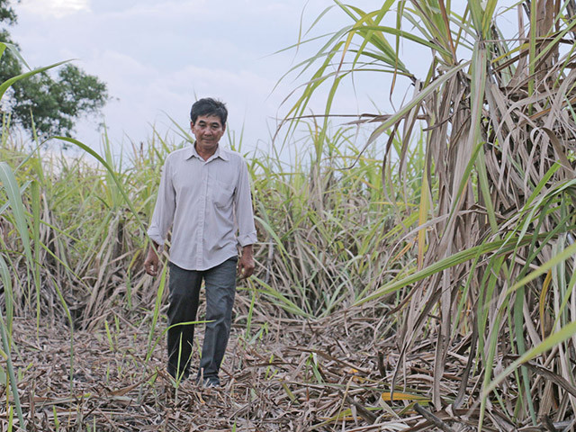 Nông dân Huỳnh Văn Hiền bên ruộng mía khô cháy. Ảnh: BLA.
