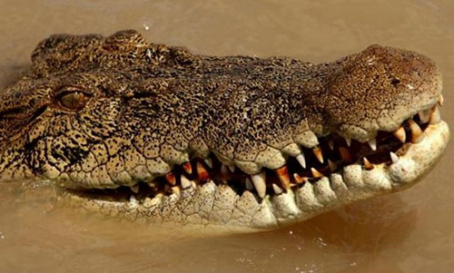 Di cau voi gia dinh, nguoi phu nu bi ca sau can chet