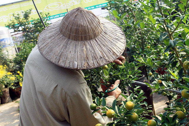 Để tiện cho việc chăm sóc, đằng sau lưng mỗi chú heo thường có một lỗ khoét nhỏ, chủ vườn thông qua đó sẽ tưới nước, bón phân, vun xới và kiểm tra cây.