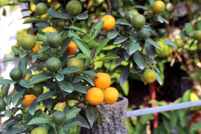 Để cây quất có thể ra nhiều quả và có thế đứng độc đáo, mỗi ngày anh Mạnh đều phải bỏ ra 4-5 tiếng đồng hồ để làm công việc cắt tỉa lá, tạo hình cây. Nhiều quả quất đã căng mọng, chín đỏ tại vườn trước thềm Tết Nguyên Đán.