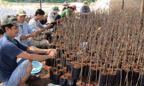 Những nông dân của làng hoa kiểng Cái Mơn luôn sẵn sàng chia sẻ nhau những kỹ thuật mới trong nghề.