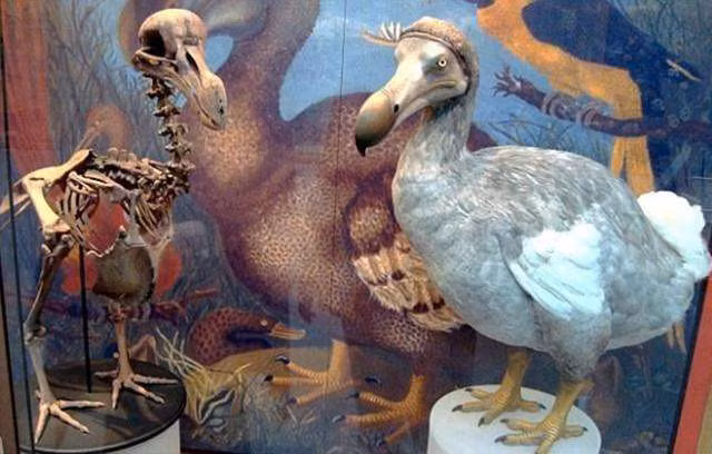 Chim Dodo – biểu tượng một thời của đảo quốc Maurice.