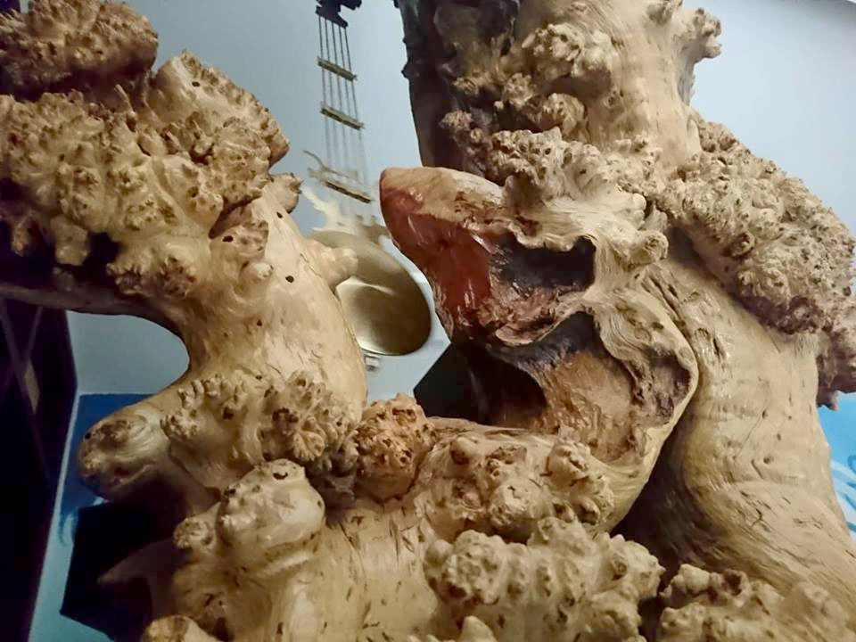 Gốc cây có hình dạng độc đáo, hoàn toàn tự nhiên.