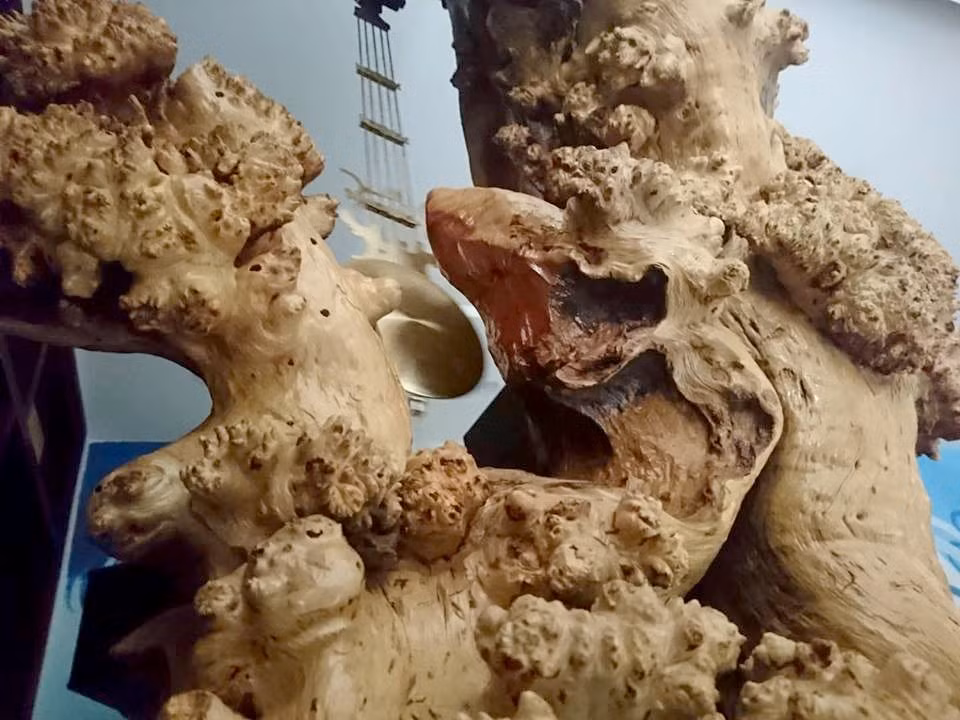 Gốc cây có hình dạng độc đáo, hoàn toàn tự nhiên.