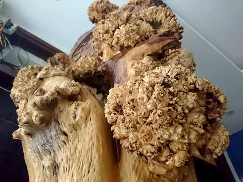 Vẻ xù xì của thân cây được giữ lại nguyên vẹn, giống như những tán lá.