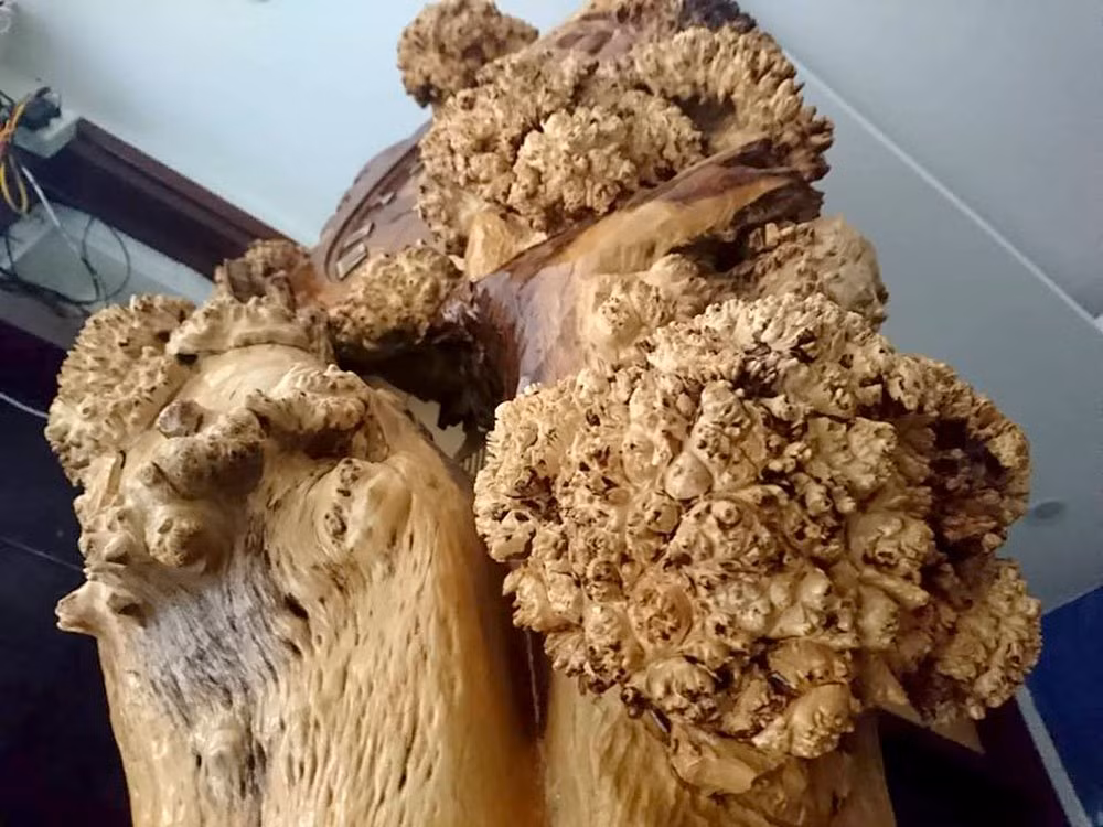 Vẻ xù xì của thân cây được giữ lại nguyên vẹn, giống như những tán lá.