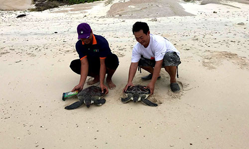Đồi mồi được thả về biển tại Khu bảo tồn biển Hòn Cau. Ảnh: Khu bảo tồn biển Hòn Cau.