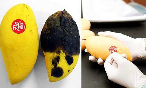 Hoa chat dac biet: 1 mieng dan nho giu trai cay tuoi 14 ngay