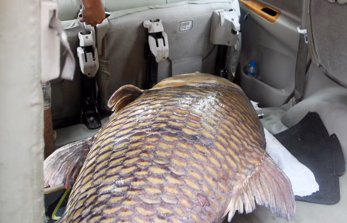 Sau khi bán cá “khủng” với số tiền 124 triệu anh Dũng ra nhánh sông để cúng tạ ơn “thủy thần”.