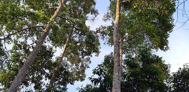 Loai cay thang tap, cao vut, ra qua thom, ban dat nhu vang-Hinh-2