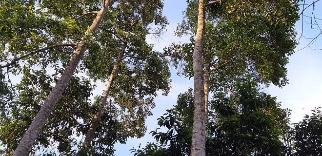 Loai cay thang tap, cao vut, ra qua thom, ban dat nhu vang-Hinh-2