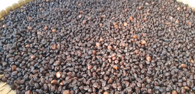 Loai cay thang tap, cao vut, ra qua thom, ban dat nhu vang-Hinh-3