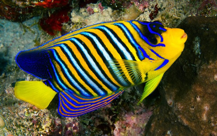 Clarion Angelfish là loài cá thiên thần, có giá 2.500 USD. (Ảnh: insidermonkey)