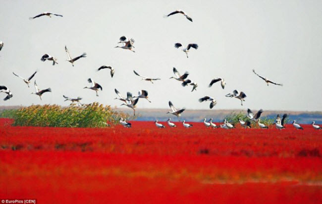 Hơn 269 loài chim và 399 loài động vật hoang dã sống tại vùng đất ngập nước này. Nó trở thành khu bảo tồn thiên quốc gia của Trung Quốc vào năm 1988.