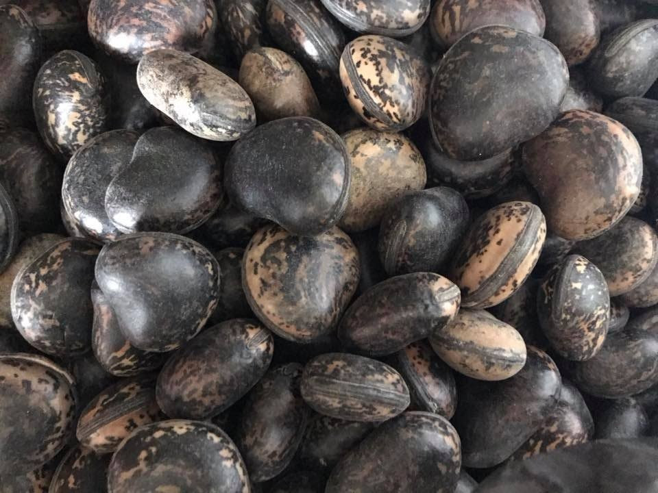 Hạt đậu Lào đang được rao bán với lời quảng cáo có công dụng như thần dược.