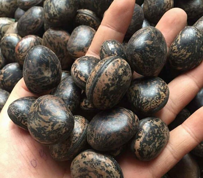 Giá của loại hạt này dao động ở mức 30.00-50.000 đồng/hạt hay 6 triệu đồng/kg.