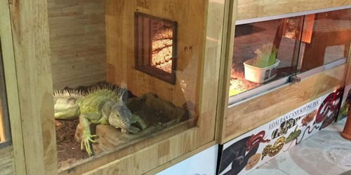 Một điểm bán bò sát làm cảnh ở TP HCM.