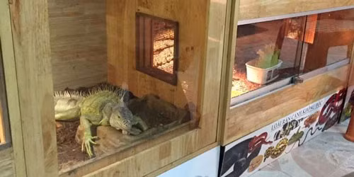 Một điểm bán bò sát làm cảnh ở TP HCM.