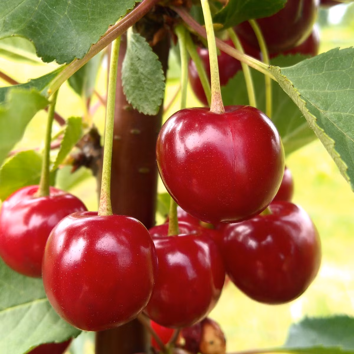 Meo trong cherry tai nha, vua de trang tri vua de lay qua-Hinh-2