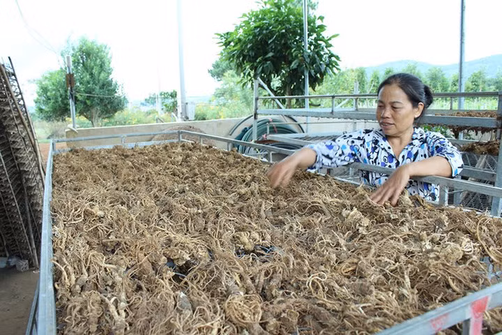 Hiện, 1ha sâm đương quy thu được khoảng 10 vạn cây, cho sản lượng trên 30 tấn tươi. Đương quy sau khi thu hoạch sẽ được sấy thành phẩm và cung cấp cho các thị trường dược liệu. (Ảnh: Dân Trí).