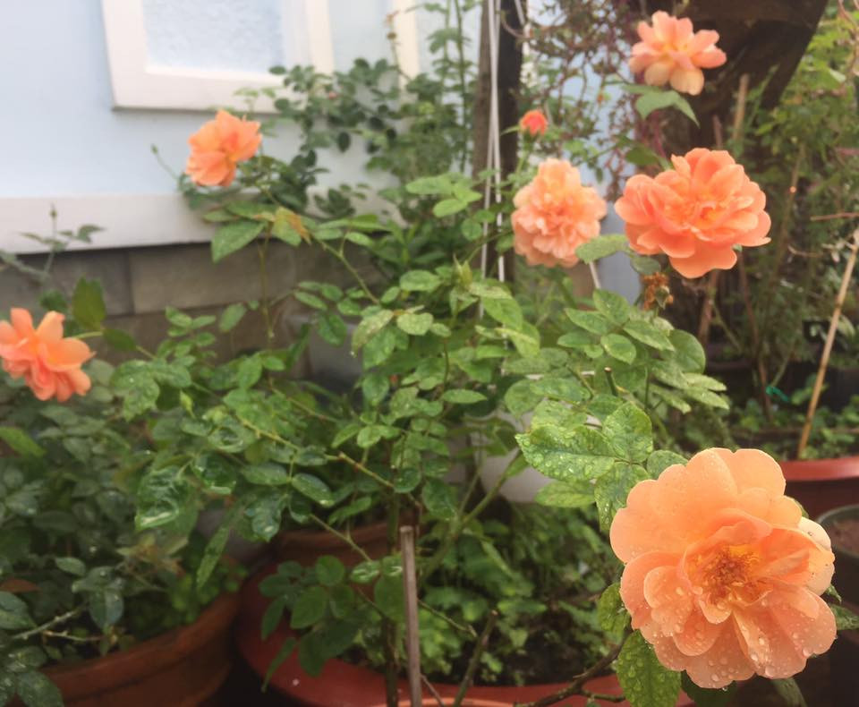 Qua quá trình trồng hồng, chị Thanh đã rút ra được những kinh nghiệm quý báu, chị cho biết: "Trồng hồng quan trọng nhất là khâu làm đất, giá thể trồng hồng bao gồm: đất đỏ, phân chuồng hoại, đá perlite, phân tan chậm, trấu hun, phân cá, đất sạch. Ngoài ra chị còn ủ rác nhà bếp để bón cho cây".