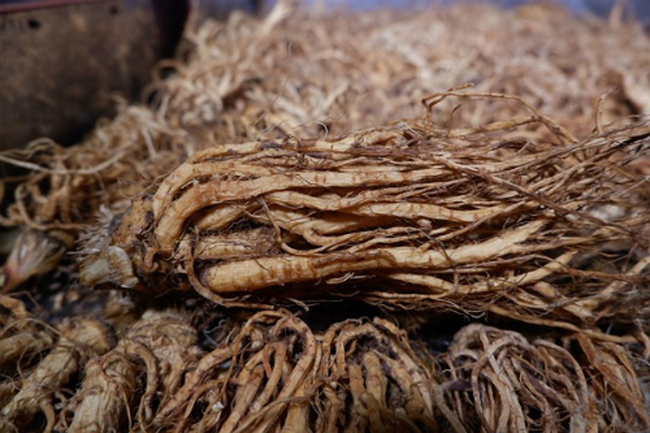 Cây đương quy hợp với đồng đất của cao nguyên Lâm Đồng nhờ lợi thế về độ cao, thổ nhưỡng, khí hậu. Ngoài ra, nhiệt độ trung bình 22-25 độ đảm bảo cây cho dược chất tốt nhất. (Ảnh: VnExpress).