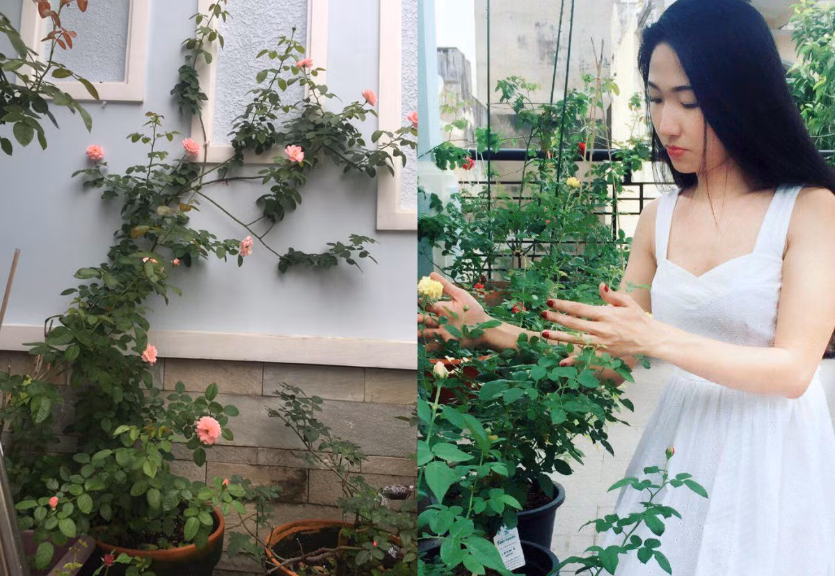 Từ khi chăm hồng, chị cảm thấy yêu đời hơn và thích thú hơn khi ngắm nhìn những bông hồng hé nụ, nở bông từng ngày. Bởi vậy, dù cuộc sống có mệt mỏi đến mấy nhưng khi được ngắm nhìn vườn hoa chị cảm thấy thư giãn , mọi áp lực công việc đều tan biến.