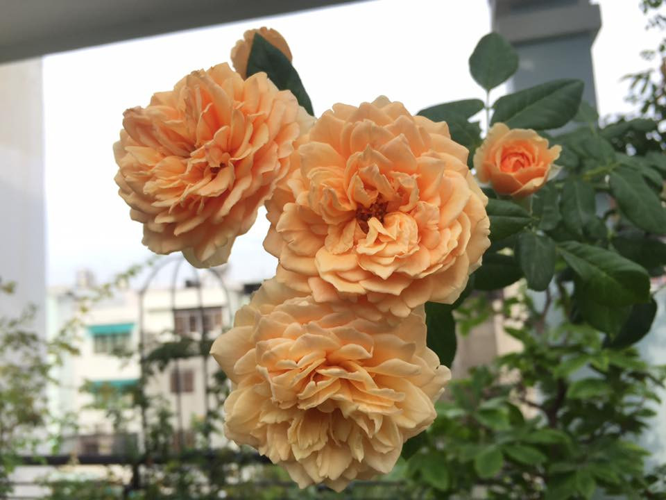 Chị thường cắt hết cành tăm ( cành phụ) để hoa tập trung cành chính, vì thế hoa ra chùm rất đẹp.