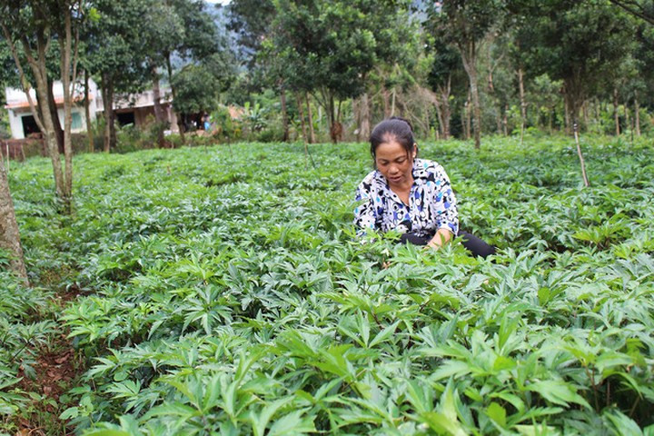 Năm 2017, ông Lê Văn Biết đã thành lập Hợp tác xã dược liệu với 14 xã viên, trồng trên 20ha cây dược liệu ở các xã trong huyện Lâm Hà và Đơn Dương, mang lại thu nhập ổn định hơn chục tỷ đồng/năm. (Ảnh: Dân Trí).