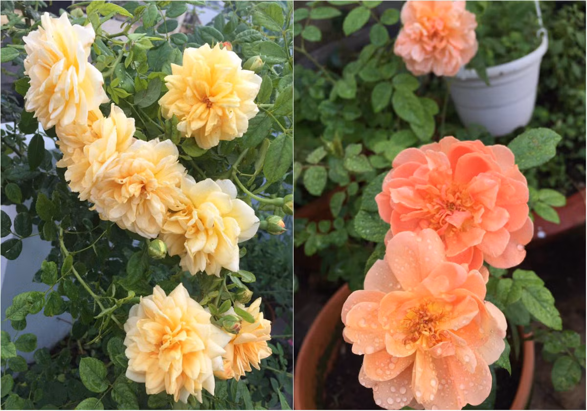 Những chậu hoa rực rỡ khoe sắc nhờ bàn tay chăm sóc tỉ mỉ của chị Đan Thanh.