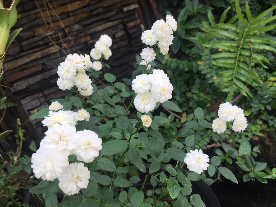 Chị cho biết, hoa hồng rất hay bị bệnh, để phòng bệnh định kỳ cho cây, chị thường phun xịt dung dịch tự điều chế từ ớt, tỏi, ngâm với rượu.