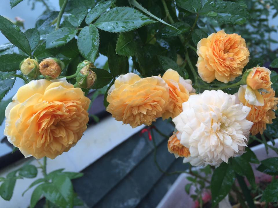 Chị Đan Thanh đặc biệt yêu thích hồng ngoại. Trồng hồng ngoại cũng gặp nhiều khó khăn nhưng vì yêu thích nên chị dành thời gian tìm hiểu, chăm chút và tự rút kinh nghiệm từ trải nghiệm bản thân. Nhờ vậy, sân thượng và 3 ban công của gia đình chị ngày càng xinh duyên với đủ loại hồng đua nhau khoe sắc, rực rỡ hương thơm trong nắng.