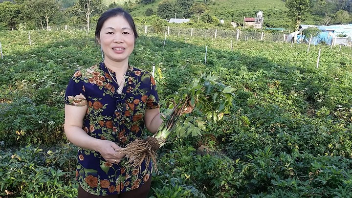 Gia đình chị Nguyễn Thu Huệ (ở xã Đạ K’Nàng, H.Đam Rông, Lâm Đồng) bắt đầu trồng cây đương quy từ năm 2015. Đến nay, nhờ loại cây dược liệu này, gia đình chị thu nhập tiền tỷ mỗi năm. (Ảnh: Thanh niên).