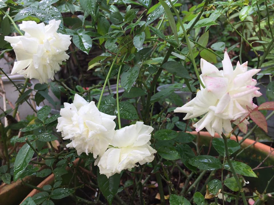 Ngoài ra, chị còn thường xuyên giâm và chiết giống hoa hồng để tặng mọi người trong hội "Hoa hồng và những người bạn", chia sẻ kiến thức về chăm sóc hoa hồng với những bạn cùng yêu sở thích. Cuộc sống của chị mỗi ngày thật nhiều niềm vui bên cạnh hoa, cạnh vườn.