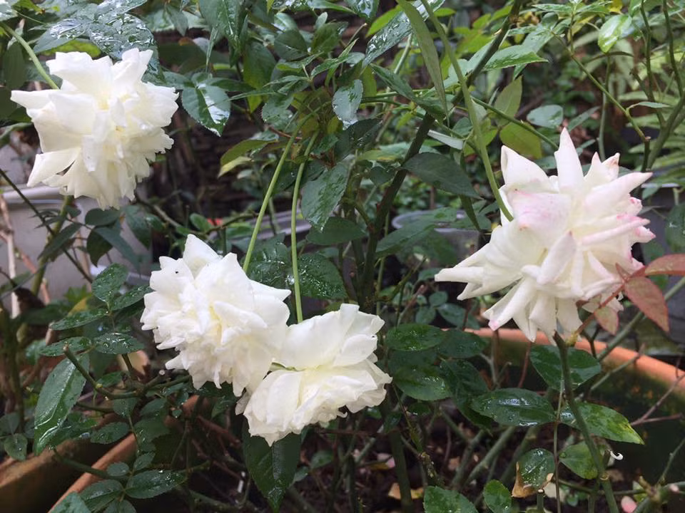 Ngoài ra, chị còn thường xuyên giâm và chiết giống hoa hồng để tặng mọi người trong hội "Hoa hồng và những người bạn", chia sẻ kiến thức về chăm sóc hoa hồng với những bạn cùng yêu sở thích. Cuộc sống của chị mỗi ngày thật nhiều niềm vui bên cạnh hoa, cạnh vườn.