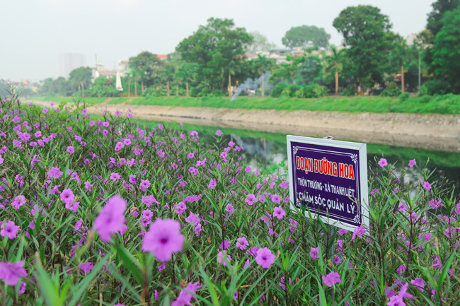 Đoạn đường hoa tím kéo dài gần 1km, do chính những người dân chăm chỉ trong xã chung tay trồng và chăm tưới suốt hơn 3 tháng nay.