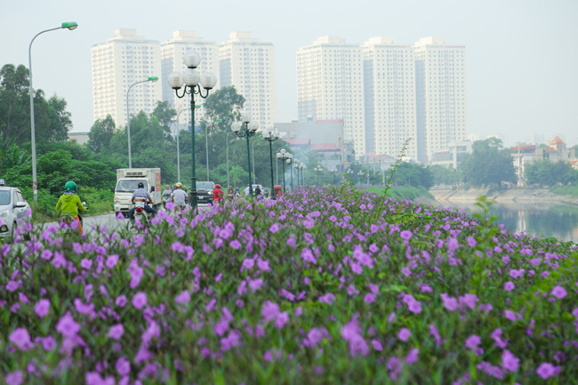 Giữa Thủ đô chập chùng những tòa nhà cao tầng và nhịp sống hối hả, con đường hoa khiến cho người tham gia giao thông khi đi qua cảm thấy thanh bình, thư thái hơn.